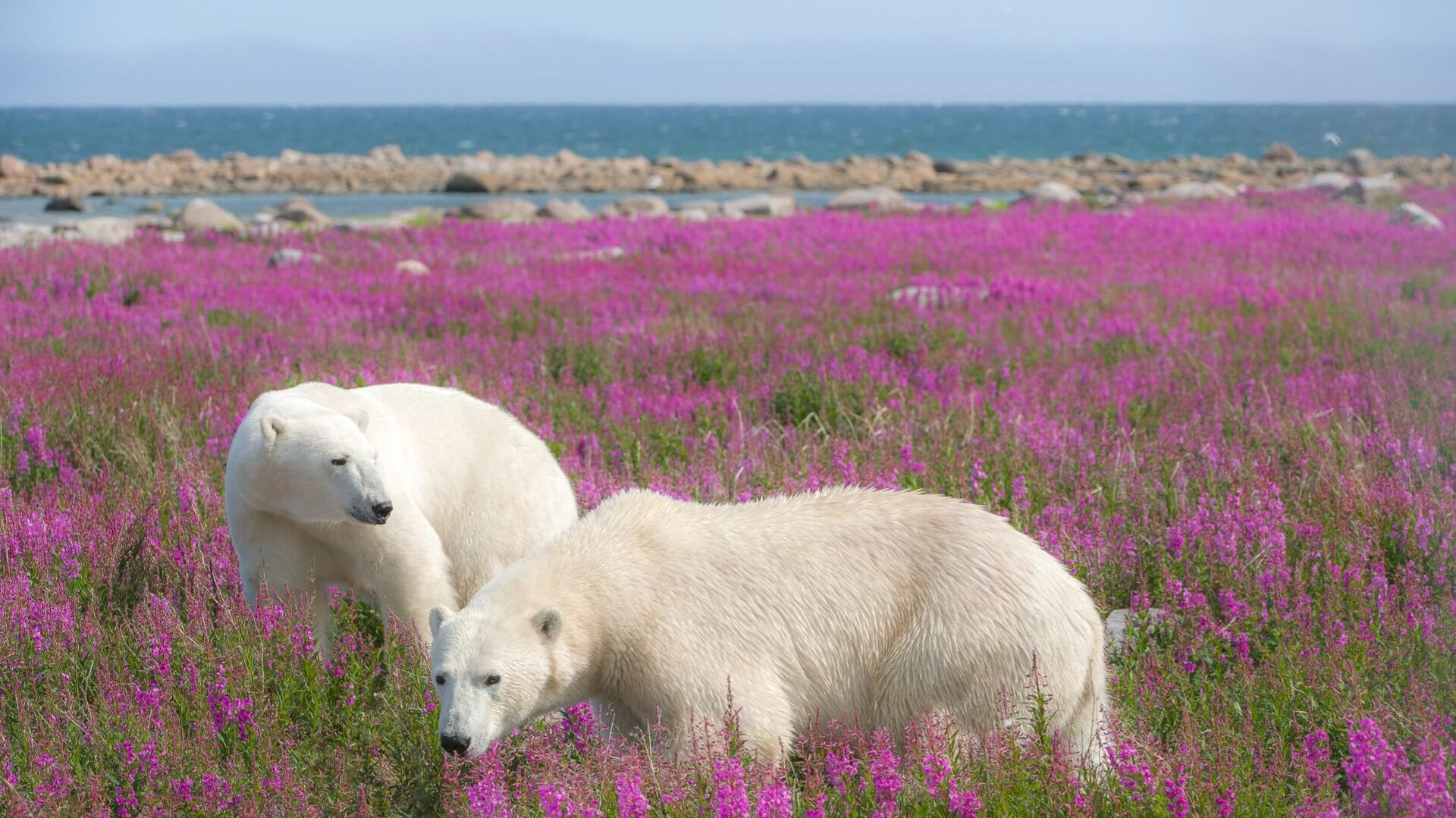 Churchill, Manitoba